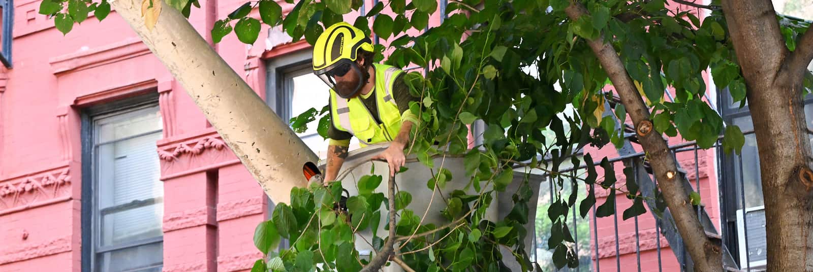 Tree trimming service