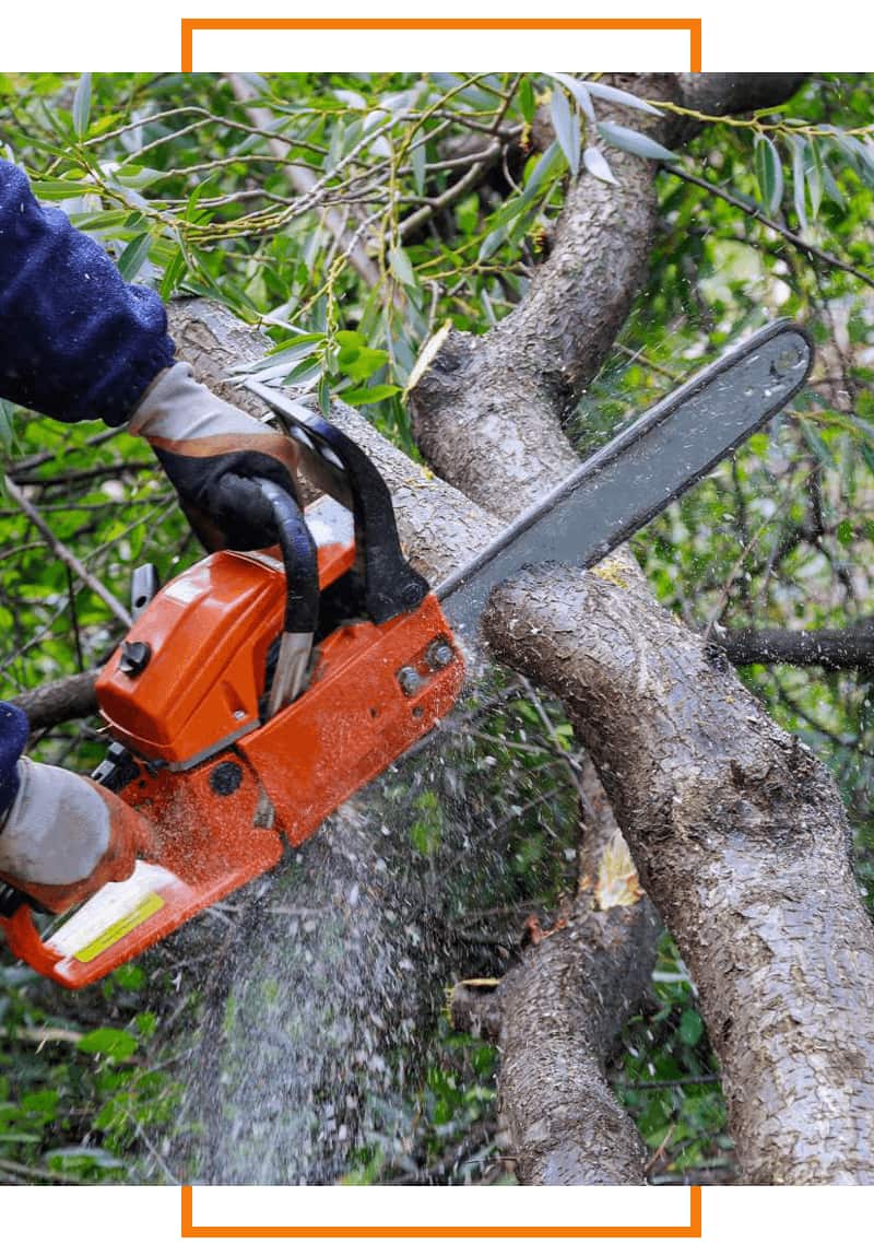 Pro Tree Service crew