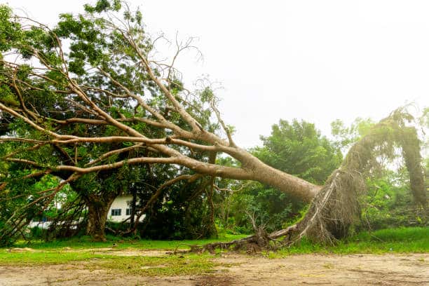 Commercial Tree Services