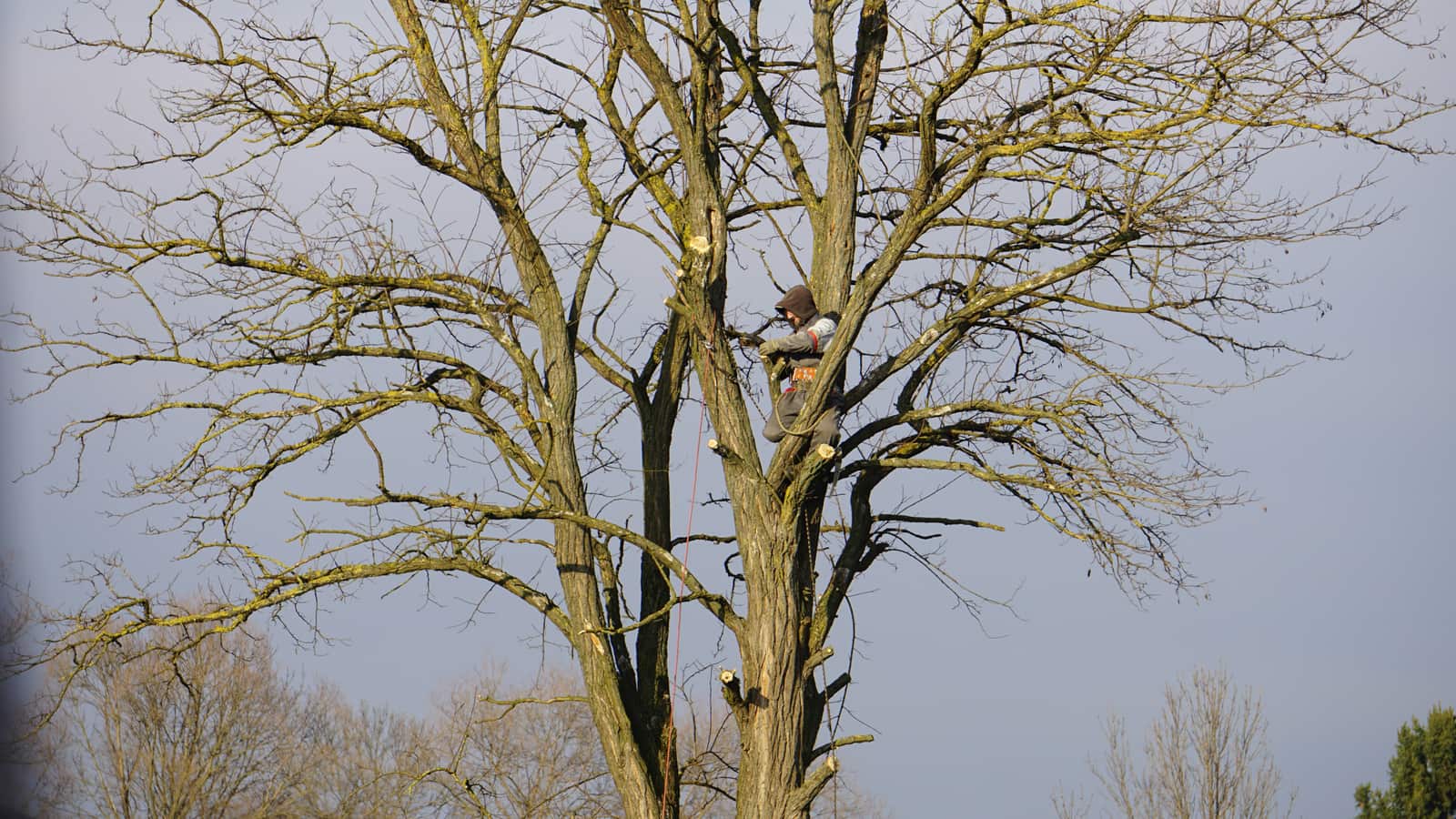Residential Tree Services