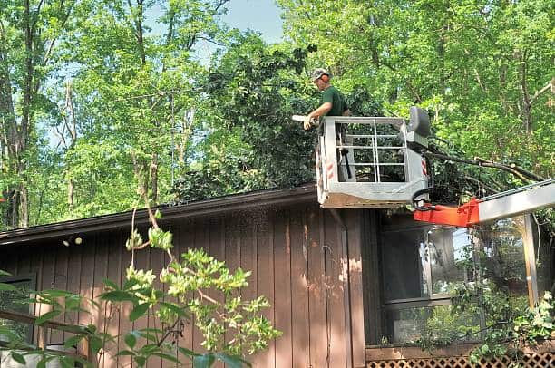Tree and Bush Removal