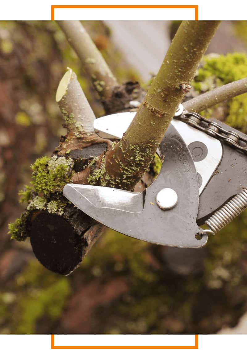 Professional tree care